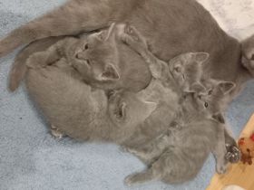 Russisch blau aus Sachsen