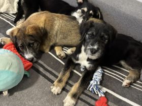 Stina und Finn, kleiner Mischlingswelpe