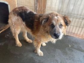 Stattlicher Senior Nacho sucht Alterswohnsitz