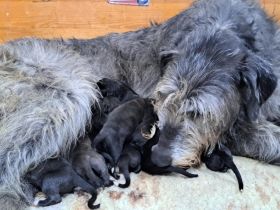 Irish Wolfhound Welpen VDH/IWC