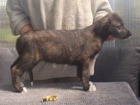 Irish Wolfhound Welpen VDH/IWC