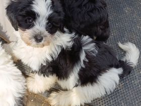 Abgabebereit: Havaneser Welpen mit Ahnentafel