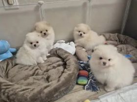 Pomeranian