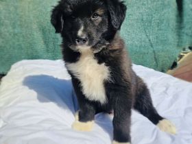 Snickers sucht ein Zuhause