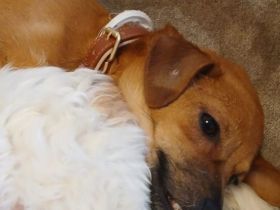 Naima sucht ihren Menschen