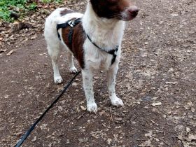 Cleo - kleine Terrierseele mit großem Herzsucht Zuhause