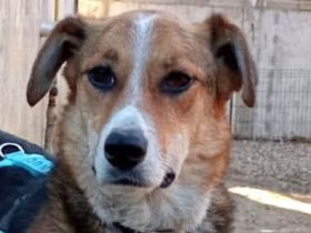 Sanfte Alba sucht Liebevolle Hände