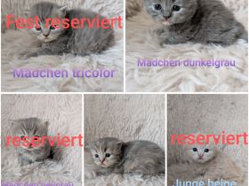 Britisch Langhaar Kitten