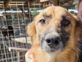 Griffin, Lebensfreude pur sucht aktive Menschen! 2,5 J, 55cm