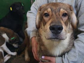 Marlin, toller Rüde, sensibel, suchend, bereit für Menschen, die ihm helfen. 2J, 52 cm