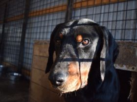 Mikkel sucht ein aktives Zuhause