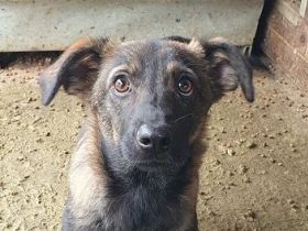 Orlando, ein kleiner Gentleman auf vier Pfoten, 1J, 46 cm