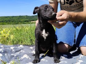 Whippet Welpen