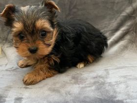 Reinrassige Mini-Yorkshire Terrier Welpen suchen ein liebevolles Zuhause 🐾