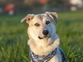 Lee sucht seine Menschen