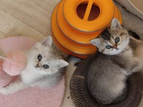 Zauberhafte BKH Kitten aus Hobbyzucht mit Stammbaum silver tabby, black golden und golden point