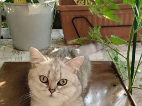 2  verschmuste BKH Katzenkinder mit Stammbaum suchen ein liebevolles Zuhause auf Lebenszeit