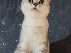 BKH Kitten(Jungs)  aus liebevoller Hobbyzucht, mit Papieren,black silver tabby, suchen Kuschelplatz