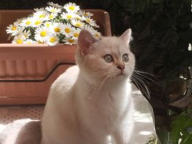 Verschmuste BKH Kitten aus liebevoller Hobbyzucht mit Papieren suchen ab sofort liebevolles Zuhause