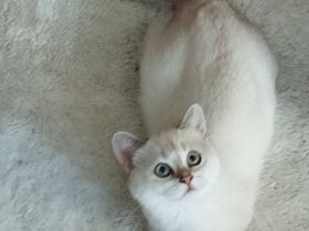 BKH Kitten aus liebevoller Hobbyzucht mit Papieren,,in versch. Farben suchen Kuschelplatz