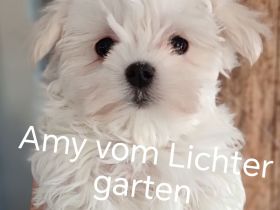 Malteser / Minimalteser Welpen mit Ahnentafel und Gesundheitszeugnis