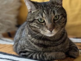 Liebevoller, gesprächiger Kater (3) sucht Zuhause mit Zweitkatze