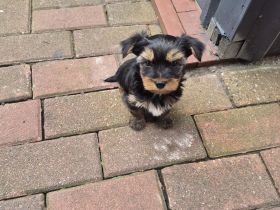 Süse Welpen zu verkaufen