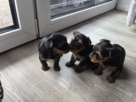 Süse Welpen zu verkaufen