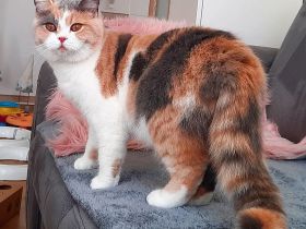 BKH Mädchen mit Stammbaum sucht ein ruhiges zu Hause