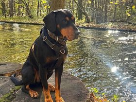 Amon sucht aktive Menschen