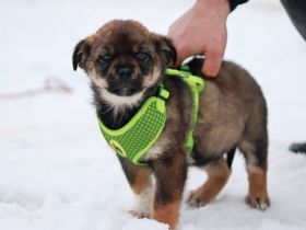 Süßer Hundebub Ernö