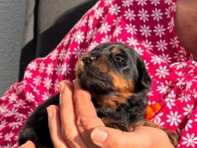 Hovawart Welpen aus Hobbyzucht mit Papieren