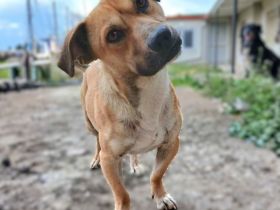 Rüde Lenny / kastriert / derzeit noch in Griechenland