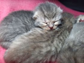 BKH-Bengal Mix Kitten – liebevoll im Familienkreis aufwachsend