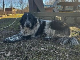 Traumhündin Leonore