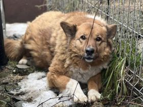 Mette sucht ein ruhiges Zuhause