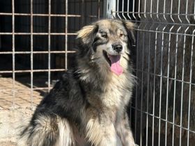 Wundervoller Loki sucht seine Menschen