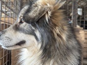 Wundervoller Loki sucht seine Menschen