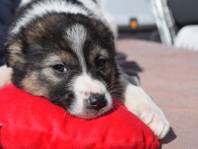 Zuhause gesucht für Perla