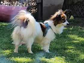 Papillon Hündin sucht ihren neuen Kuschelplatz