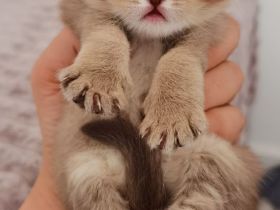 Exklusive BKH Kitten mit Champion-Blutlinie (mit Stammbaum) suchen ein liebevolles Zuhause!