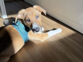 Border Collie Berner Sennen mix Welpe