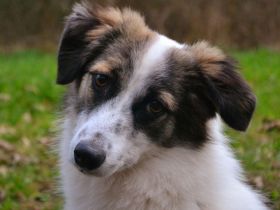 Pünktchen auf Pflegestelle in 67550 Worms sucht ihr Für-immer-Zuhause