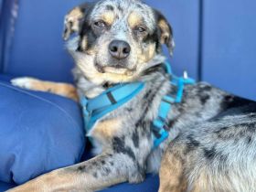 Elmar in 16775 Löwenberger Land sucht sein Für-immer-Zuhause