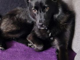 Whoopi auf Pflegestelle in 28755 Bremen sucht ihr Für-immer-Zuhause