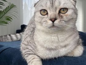 Liebe Katze sucht neues Zuhause