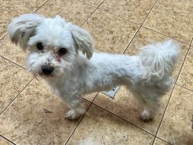 Unsicherer Yeti sucht erfahrenes Zuhause