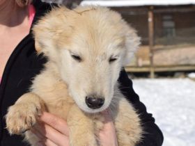 Wer verliebt sich in Zwackelmann?