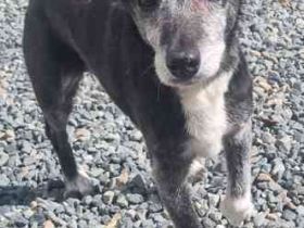 Masola, Mixhündin, geb. 2013, traumhafte Seniorin