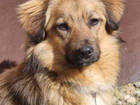 Cameron, Mixrüde, geb. 2024, sehr lernwillig